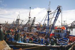 Image du Maroc Professionnelle de  Le système de la chaîne humaine pour vider la cale du bateau remplie de poissons encore vivat ! Les ouvriers s'activent énergiquement sans perdre de temps à faire passer de l’un à l’autre le panier en plastique rempli de sardines vivantes, cette dynamique dans le but de conserver la sardine toute fraîche durant l’opération de débarquement au Port de Laayoune, Lundi 8 Mars 2010. (Photo / Abdeljalil Bounhar) 